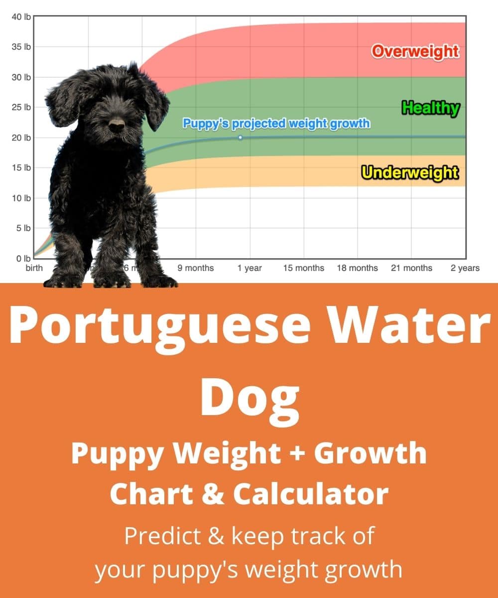 portuguese-water-dog Puppy Weight Growth Chart